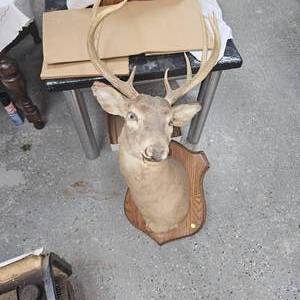 lot 113 image: 8 Point Buck Full Head Mount as Pictured