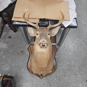 lot 114 image: 7 Point Buck Spit G2 Tines Head Mount