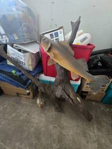 lot 196 image: Decorative Fish Mount