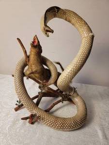 lot 251 image: Taxidermy Mount Cobra vs. Mongoose, as