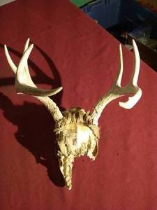 lot 157 image: 7-Point Deer SkullAntlers