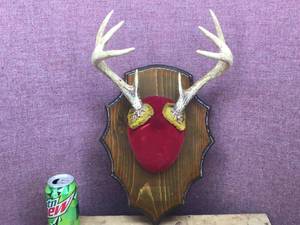 lot 241 image: 8 Pt Whitetail Deer Antlers - Nice Symmetry