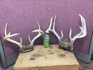 lot 253 image: 2 Nice Whitetail Deer - Antler Racks