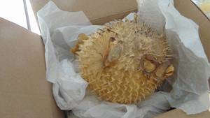 lot 126 image: Puffer Fish