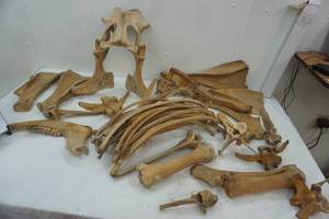 lot 403 image: Bison bones