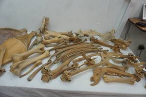 lot 404 image: Bison bones