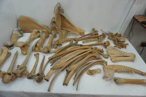 lot 405 image: Bison bones