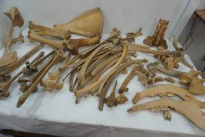 lot 406 image: Bison bones