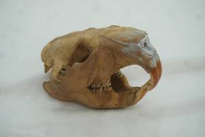lot 408 image: Vintage Beaver Skull