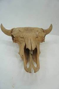 lot 409 image: Vintage Bison Skull
