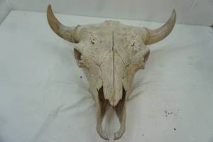 lot 411 image: Vintage Bison Skull