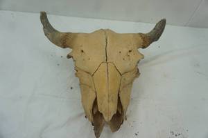 lot 412 image: Vintage Bison Skull