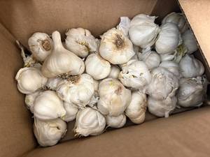 lot 175 image: Box Of Garlic Bulbs