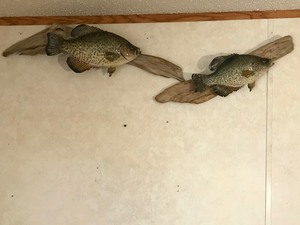 lot 27 image: 2 - Crappie Fish Mounts on Drift Wood