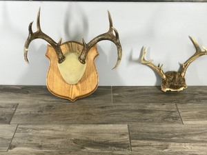 lot 199 image: 8 & 9 Point White Tail Buck Antlers