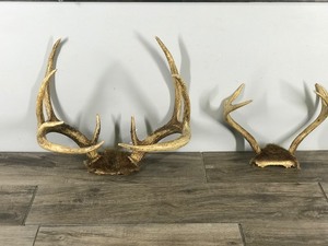 lot 198 image: 6 & 9 Point White Tail Buck Antlers