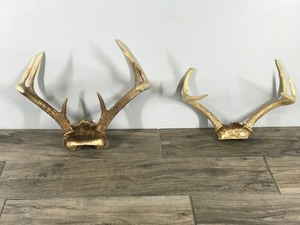 lot 197 image: 6 & 8 Point White Tail Buck Antlers