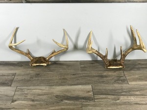lot 196 image: 6 & 10 Point White Tail Buck Antlers