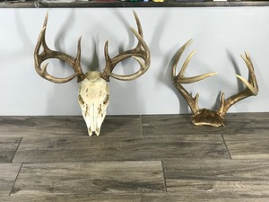 lot 195 image: 8 & 10 Point White Tail Buck Antlers