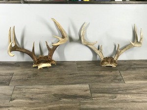 lot 194 image: 8 & 10 Point White Tail Buck Antlers