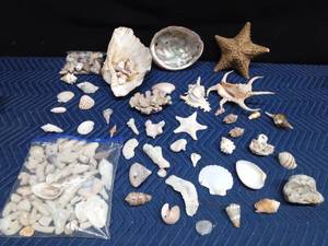lot 61 image: Lot of seashells and coral