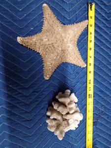 lot 63 image: Large shell and large abalone shell