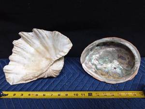 lot 62 image: Large starfish and coral