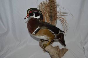 lot 29 image: Wood Duck