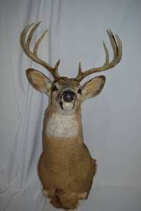 lot 14 image: Deer Shoulder Mount 