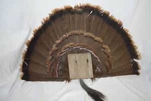 lot 28 image: Turkey Fan Display