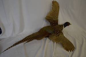 lot 13 image: Pheasant 