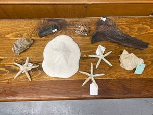 lot 338 image: Seashell, Starfish, and Fossil Beach Decor Collection