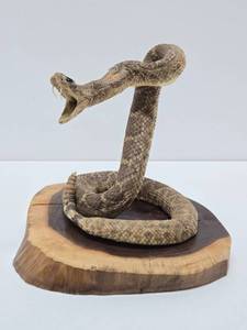 lot 31 image: Awesome Vintage Taxidermy Rattlesnake