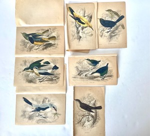 lot 104 image: Group of Antique James Stewart  William Lizars Hand Colored Bird Engravings #1