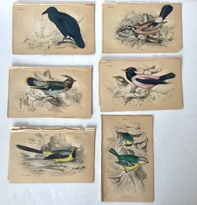 lot 105 image: Group of Antique James Stewart  William Lizars Hand Colored Bird Engravings #2