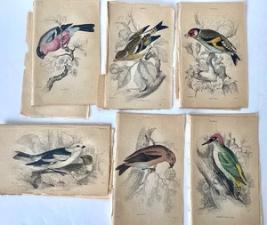 lot 106 image: Group of Antique James Stewart  William Lizars Hand Colored Bird Engravings #3