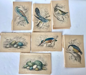 lot 107 image: Group of Antique James Stewart  William Lizars Hand Colored Bird Engravings