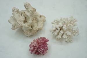 lot 201 image: Fossilized Coral