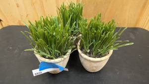 lot 150 image: Small set of decorative plants