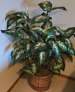 lot 51K image: LL-BR3 - Large Artificial Dieffenbachia Plant in Wicker Basket, 52 Inches Tall