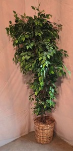 lot 63K image: LL-ST - 7 Foot Tall Artificial Tree in 15 Inch Wicker Basket
