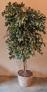 lot 65K image: LL-ST - 7 Foot Artificial Ficus Tree in Woven Basket