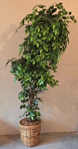 lot 67K image: LL-ST - 7 Foot Tall Artificial Tree in 15 Inch Basket