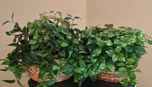 lot 76K image: LL-FR - Pair of Decorative Artificial Plants in Wicker Baskets