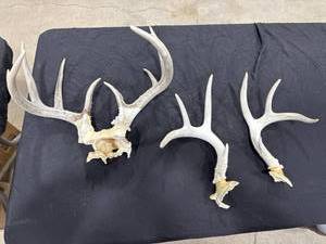 lot 0868 image: Assorted Shed Deer Antlers