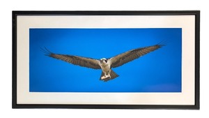 lot 254R image: O - Framed Osprey Print Wildlife Photography
