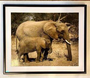 lot 685H image: MBR - Framed Elephant and Calf Wildlife Photograph