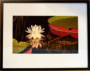 lot 841C image: LR - Framed Art Print of Water Lily and Lotus Pads