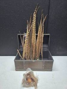 lot 23 image: Feathers in a trunk