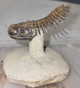 lot 31SC image: Spiny Trilobite Fossil on Stone Base with Display Case